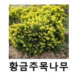 황금주목나무 묘목 폭30cm
