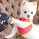 에어매쉬 강아지 조끼 하네스 세트 애견 산책줄 그린S