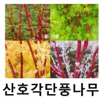 산호각단풍나무 묘목 야광단풍 키150-180cm 개화주