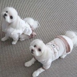 반려견 사계절 봄 여름 티셔츠 원피스 스타일