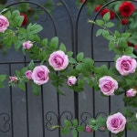 장미 넝쿨지지대 오벨리스크 가든 철제 식물 장미펜스 정원 120 높이 블랙120높이 프 이즈