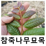 참죽나무 묘목 참중 토종 실생1년 10주묶음
