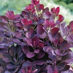 자엽안개나무 로얄퍼플 성목R3CM 개화주 조경수정원수묘목 A0716