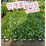 안개꽃 10개 순수한 마음 약속 그리고 사랑의 결실 10개