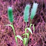 고양이장난감 강아지풀고양이낚시대 단일색상