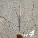 나무인 겹벚나무 개화주 R5