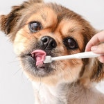 PET 강아지 고양이 칫솔 양치 입냄새 치석제거 360도