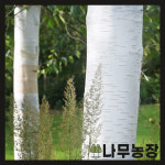 나무농장 자작나무 도렌보스 조직배양묘 잭큐몬티 4치 장포트 키 1m 내외 5개 묘목