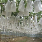 봉지 비닐하우스 작물 포도 과일 망사 주머니 메쉬 과수봉지 DC001909