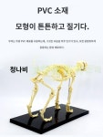 수의학 동물병원 정형외과 표본 개 강아지 뼈 해골 모형