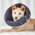 개놀자 중형견 대형견 펜타곤 넥카라 - 강아지 깔대기 목보호대