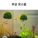 ETB 부상식모스돔 모스활착판 부상모스돔