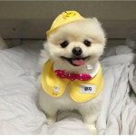 꼴레트멍멍 꼴레트멍멍 유치원 강아지 고양이 모자 펫츠앤미