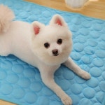 반려견 여름 아이스 쿨링 실내 산책 외출 매트