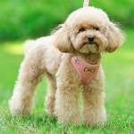 강아지 코듀로이 보온성 하네스 리드줄 필수템