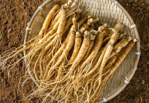 금산 인삼 삼계용 수삼 750g 소 5년근 백숙용 튀김 요리 진공포장 인삼차