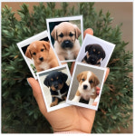 코닥 사진인화 스마트폰 현상 포토 35 46 57 810 1114 1217 인쇄 프린트할수있는곳