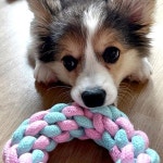 컬러 로프 터그 놀이 세트