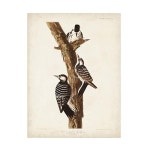 Trademark Fine Art John James Audubon Cockaded 딱따구리 캔버스 아트 18x24