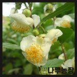 석문마을녹차작목반 | 녹차나무 5치포트 묘목