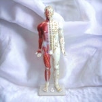 사람인체구조 한방동인형 대 혈자리모형 경혈인형 한의원 경혈