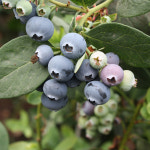 블루베리나무 블루베리묘목 재배 4년생 결실주 8종 포트묘