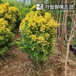 사철나무 황금사철 묘목 키80cm 가림원예조경 20개