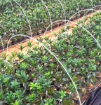 재단 농업 비닐 텃밭 농사용 온실 만들기 보온 터널 주말농장 비닐하우스