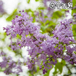 라일락나무 묘목 키120cm 분 1개 수수꽃다리 꽃나무 관상수