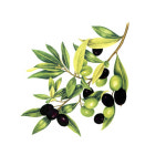 도자기전사지 도예 상회용 포슬린 영국 올리브 mm N4125 48X45