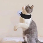 애완동물 샤워 리드줄 장갑브러쉬 고양이 목욕 고정줄 2종세트