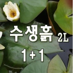 수생흙 약 2L 11 수생상토 수련분갈이 연꽃기르기