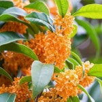 금목서 수고1 2M 분묘 조경수 정원수 묘목 h1905