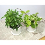 어르신 힐링프로그램 원예체험활동 도자기화분 식물키우기 10인용세트