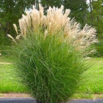 서진스토어 그라스 참억새 그린라이트 그라실리무스 5치화분 개화주 1개