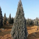 블루엔젤 H2 0M 묘목 b0766