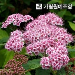 조팝나무 공조팝 장미조팝 설류화 황금조팝 삼색조팝 스파클링샴페인 가림원예조경 묘목