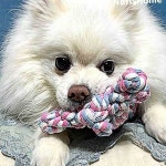 애견 반려동물 장난감 인형 소형견 강아지