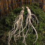 산양 산삼 7-8년산 건강용 5뿌리 강원도 야생 산양삼 장뇌삼