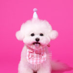 펫본 펫본 해피파티 생일 턱받이모자세트 PT0624001