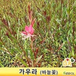 심폴 들꽃닷컴 가우라 바늘꽃 20포트 노지월동가능한 야생화 홍접초