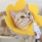 고양이 강아지 소형 넥카라 3개 넥카라 3개 02018WT