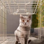 수렵 케이지 동물 포획 고양이 족제비 구조 들짐승 틀