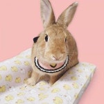 애견스카프 강아지 턱받이 소 A 강아지턱받이