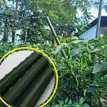 굵은 텃밭 화분 식물지지대 3P 화분 화초 지지대 화초 오이 토마토