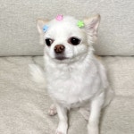 5종 컬러믹스 디스코핀 미니집게핀 36P