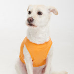 BYC BYC 반려견용 보디드라이 쿨런닝 플러스 ODB0002