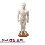 인체모형 전신 경 혈인형 Soft PVC