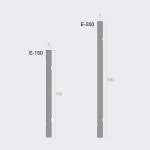 영림임업 영림 데코몰딩 유러피안 라인 판몰딩 E-150 E-200