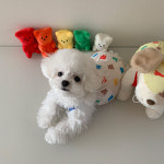 젤리곰 봉봉 냉장고 바지 강아지올인원